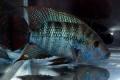 (C. Amphilophus) Turquoise Cichlid