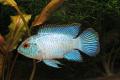 (C. Andinoacara) Neon blue acara