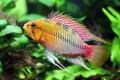 (C. Apistogramma) Apistogramma hongsloi ii
