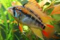 (C. Apistogramma) Apistogramma macmasteri