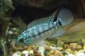 (C. Apistogramma) Apistogramma neon head