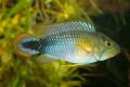 (C. Apistogramma) Apistogramma panduro