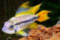 (C. Apistogramma) Cockatoo Dwarf Cichlid