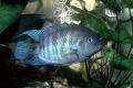 (C. Archocentrus) Blue Eye Cichlids