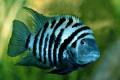 (C. Archocentrus) Convict Cichlid