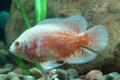 (C. Astronotus) Albino Oscar