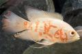 (C. Astronotus) Long fin oscar