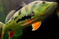 (C. Cichla) Peacock Bass