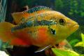 (C. Cichlasoma) Salvini Cichlid