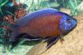 (C. Copadichromis) Red Fin Kadango