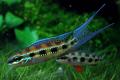 (C. Dicrossus) Checkerboard cichlid