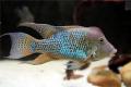 (C. Geophagus) Geophagus steindachneri