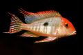 (C. Geophagus) Orange Head