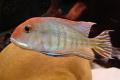 (C. Geophagus) Orange Head