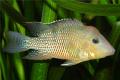 (C. Geophagus) Red Hump