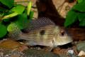 (C. Geophagus) Rio-pindare