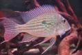 (C. Geophagus) Surinamensis