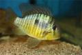 (C. Gymnogeophagus) Gymnogeophagus balzanii