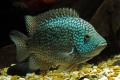 (C. Herichthys) Super Green Texas Cichlid