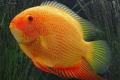 (C. Heros) Gold Severum