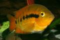 (C. Herotilapia) Rainbow Cichlid