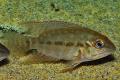 (C. Hoplarchus) True Parrot cichlid
