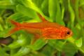 (C. Hyphessobrycon) Ember tetra