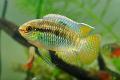 (C. Laetacara) Dwarf Flag Cichlid