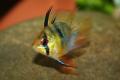 (C. Mikrogeophagus) Blue balloon ram