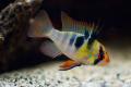 (C. Mikrogeophagus) Blue ram