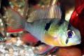 (C. Mikrogeophagus) Bolivian butterfly