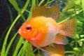 (C. Mikrogeophagus) Gold balloon ram