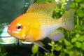 (C. Mikrogeophagus) Gold ram