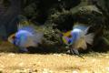 (C. Mikrogeophagus) Neon blue balloon ram