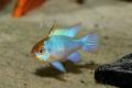 (C. Mikrogeophagus) Neon blue ram