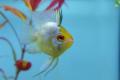 (C. Mikrogeophagus) Platinum gold balloon ram