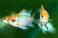 (C. Mikrogeophagus) Platinum gold ram
