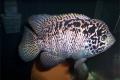 (C. Nandopsis) Cuban Cichlid