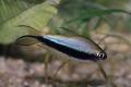 (C. Nematobrycon) Black emperor tetra