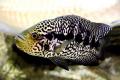 (C. Parachromis) Jaguar Cichlid