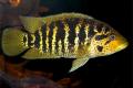 (C. Parachromis) Nandopsis friedrichsthalii