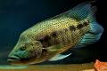 (C. Parachromis) Wolf Cichlid