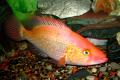 (C. Petenia) Red Bay Snook