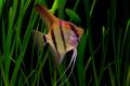 (C. Pterophyllum) Assorted Angel fish
