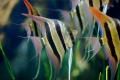 (C. Pterophyllum) Orinoco Altum Angelfish