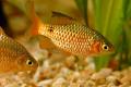 (C. Puntius) Assorted Barbs