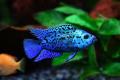 (C. Rocio) Electric Blue Jack Dempsey