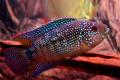 (C. Rocio) Jack Dempsey