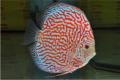 (C. Symphysodon) Assorted Discus