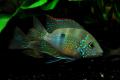 (C. Thorichthys) Elliot's cichlid